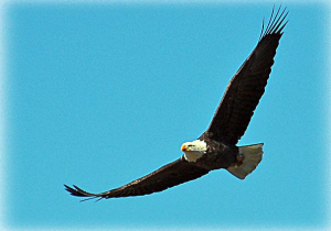 Eagle flying free