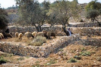 A shepherd tending his sheep near Bethlehem (used with permission)